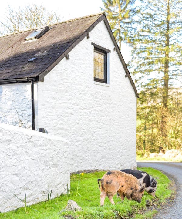 The let itself is in a renovated and modernised old milking parlour, attached to a 300 year old farm house